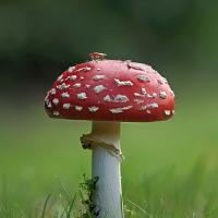 Fly Agaric 2 